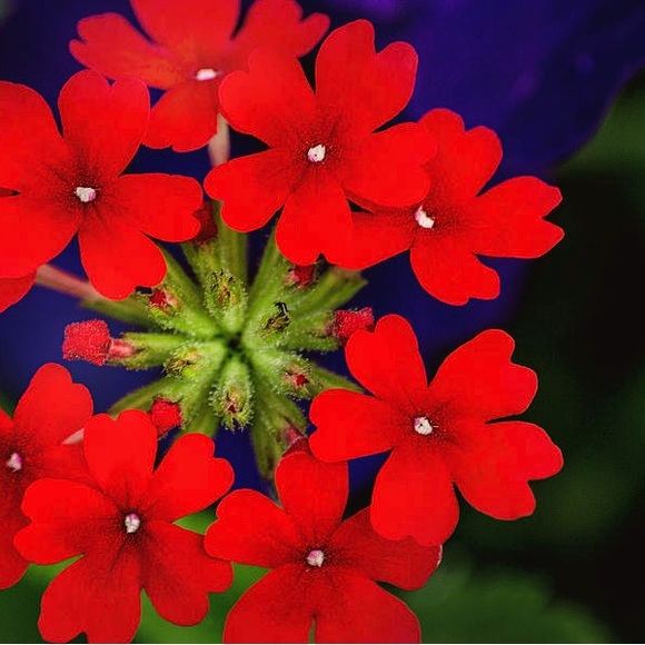 🌞🍄🌞🍄🌞🍄🌞🍄🌞🍄🌞🍄🌞🍄🌞🍄🌞🍄 - Picture 9 of 12